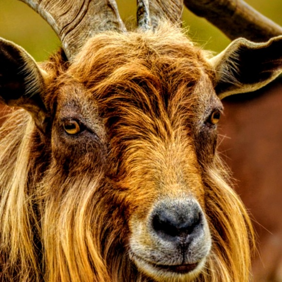 Meet your Posher, Brenda - Picture 1 of 1